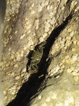 SX19530 Crab on rocks in Riomaggiore, Cinque Terre, Italy.jpg